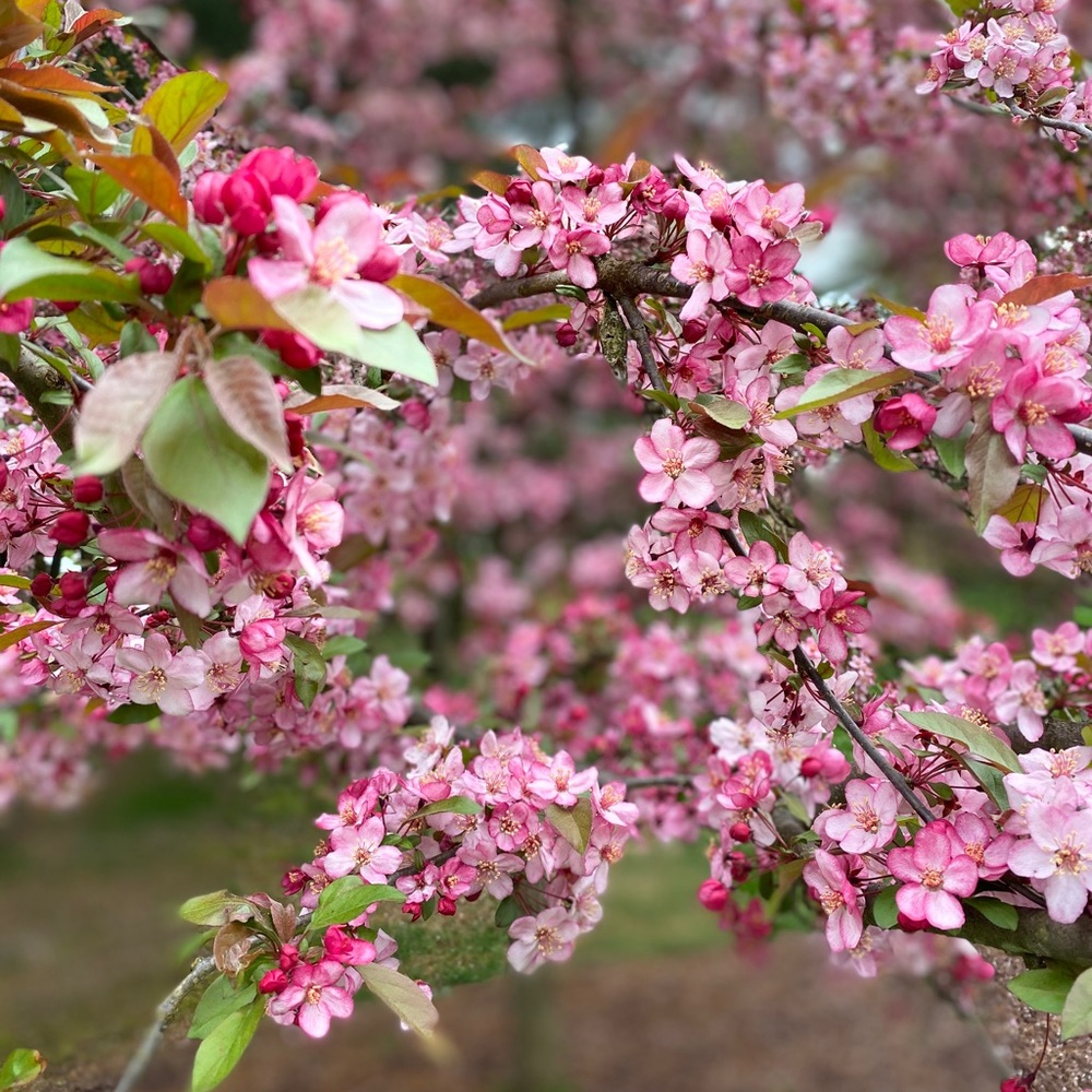 Meet your Posher, Teresa